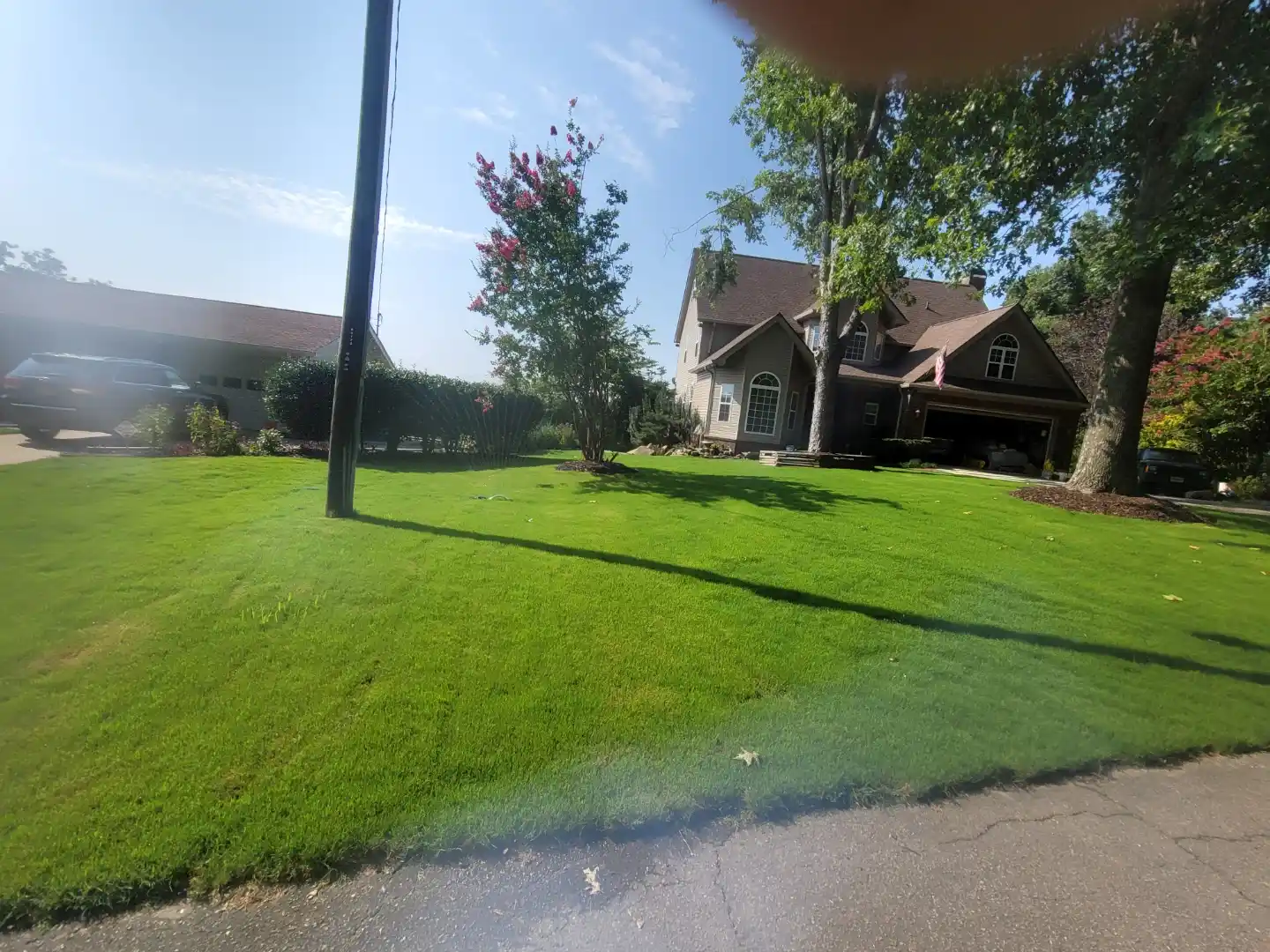Tree & Hedge Trimming