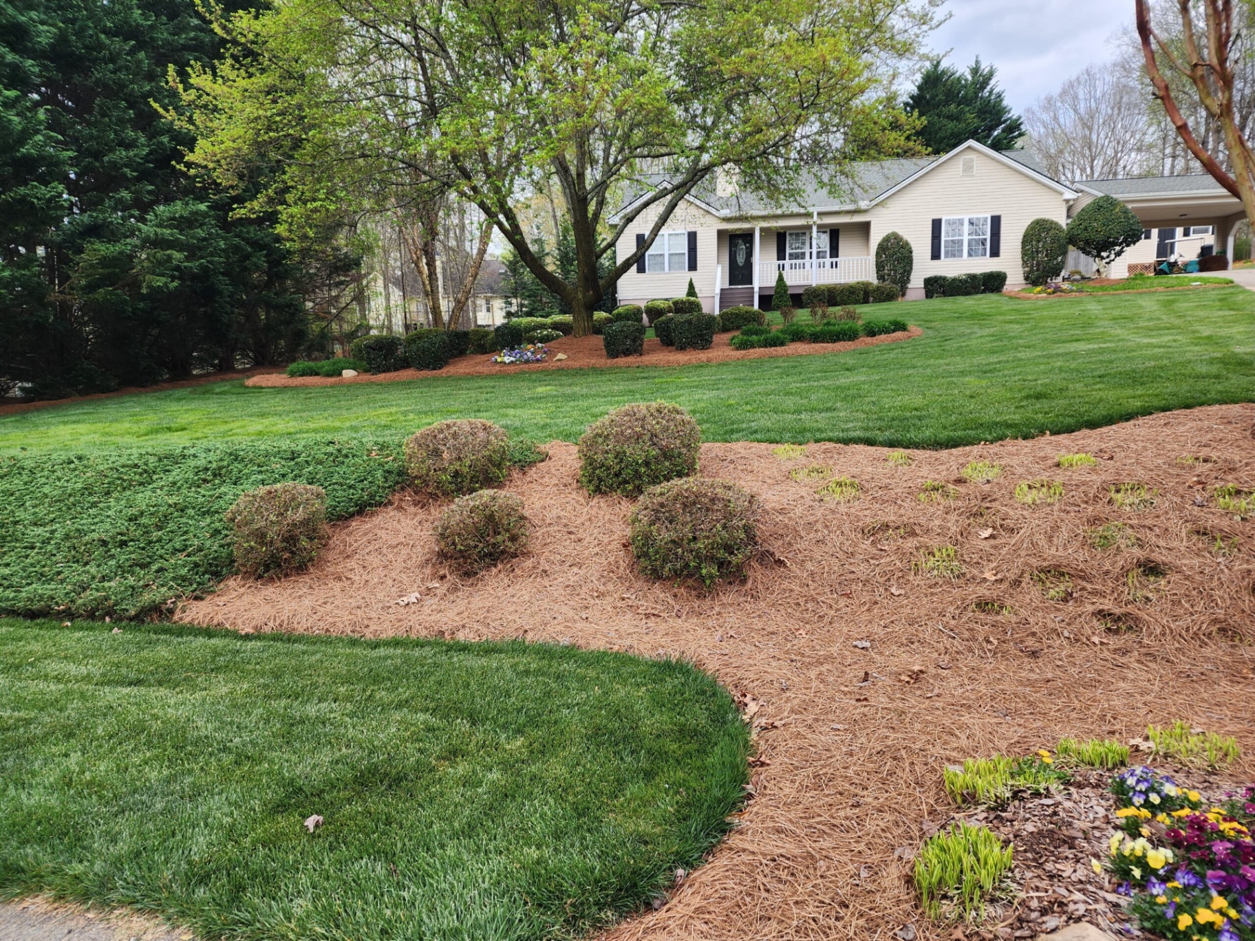 Planting design with pine straw beds and manicured lawn
