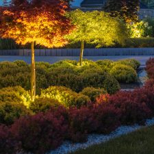 Colorful trees and lush shrubs are beautifully lit at night, showcasing a vibrant landscape design in a tranquil garden.